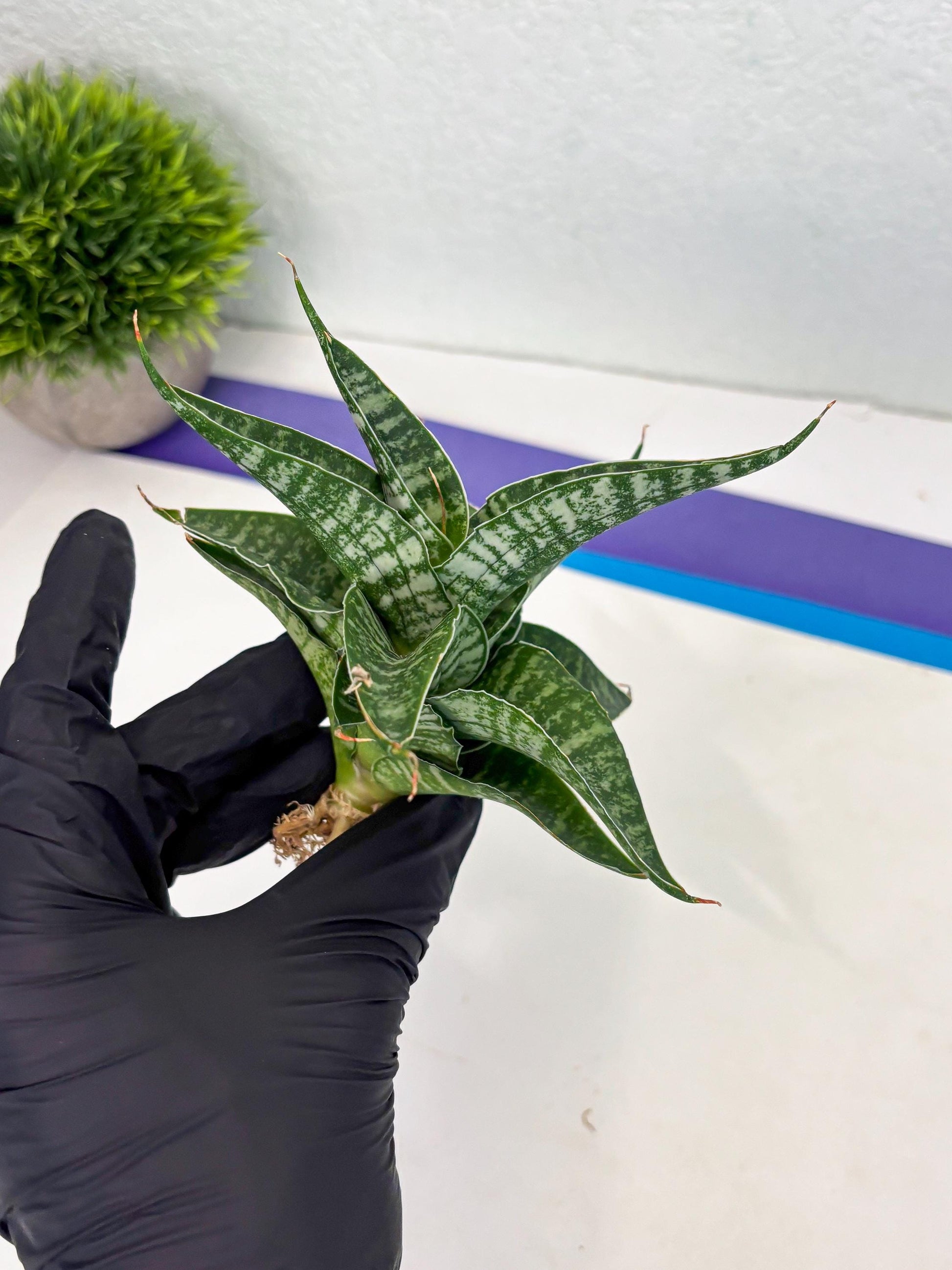 Sansevieria Silver Mottled (Ha3) (12) | Rare Hybrid