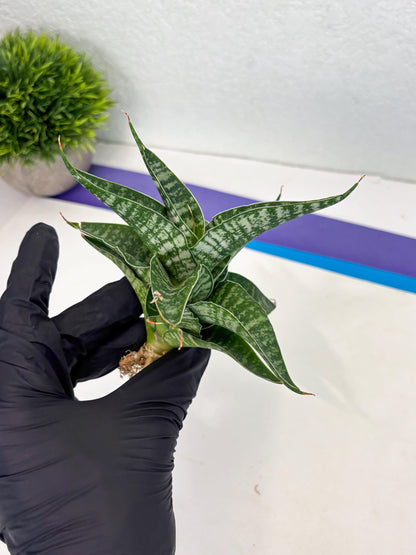 Sansevieria Silver Mottled (Ha3) (12) | Rare Hybrid