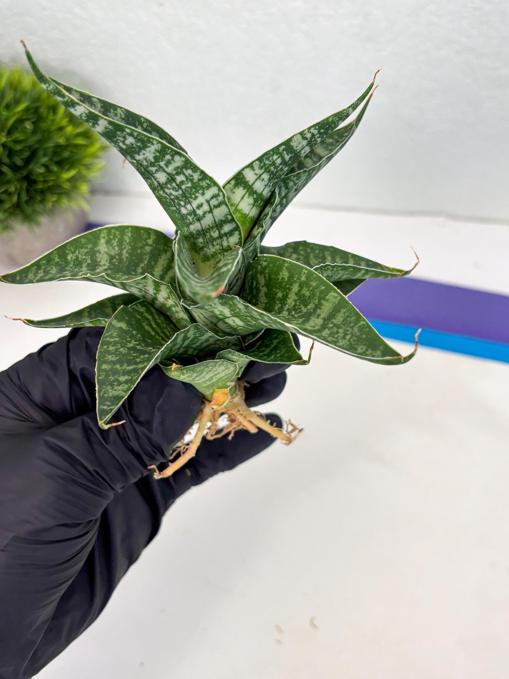 Sansevieria Silver Mottled (Ha3) (12) | Rare Hybrid