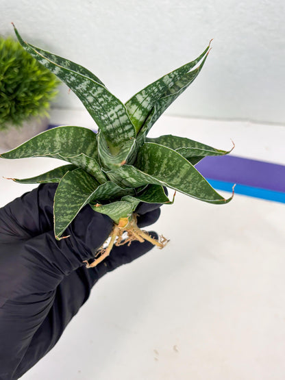 Sansevieria Silver Mottled (Ha3) (12) | Rare Hybrid