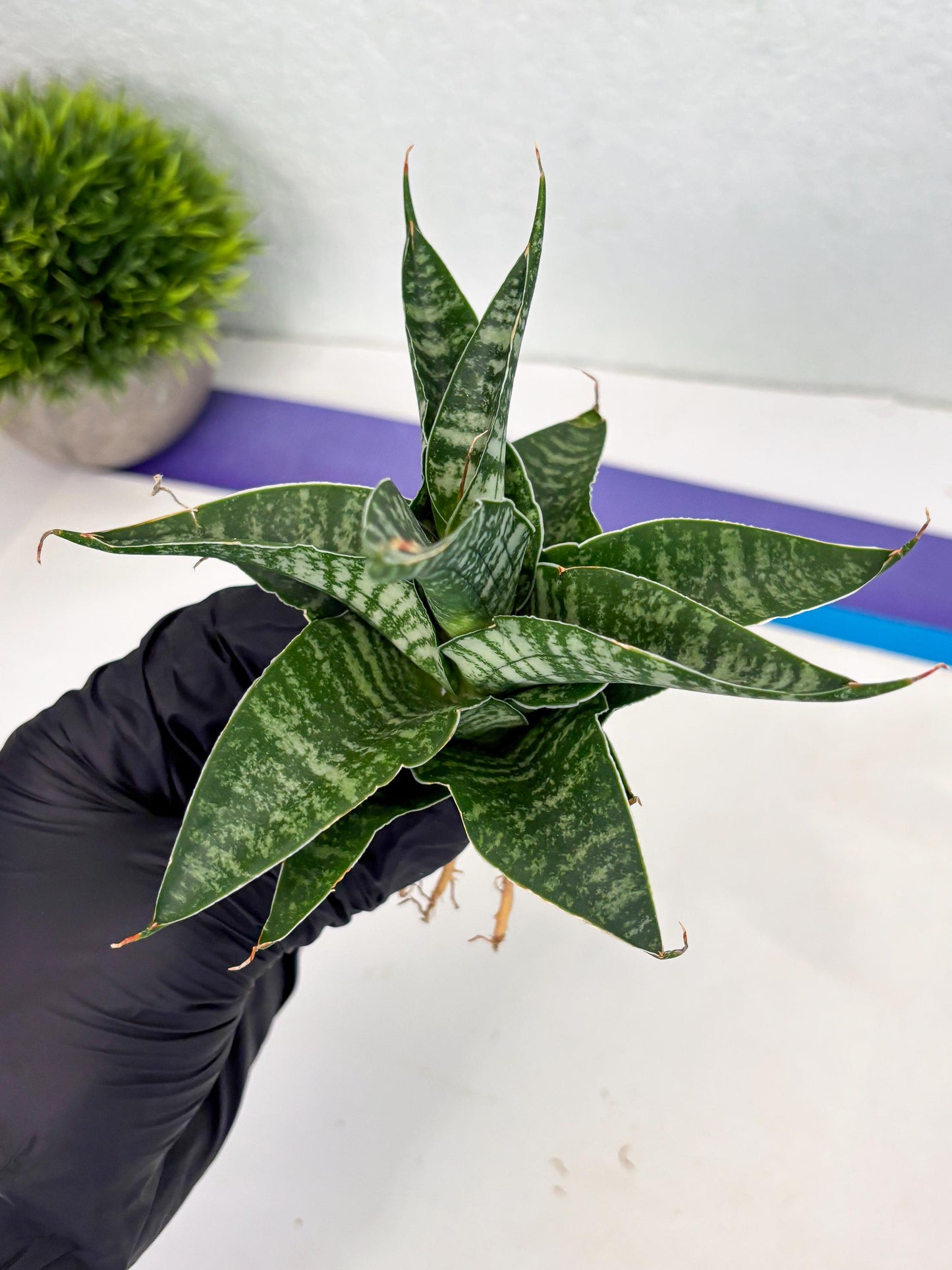 Sansevieria Silver Mottled (Ha3) (12) | Rare Hybrid