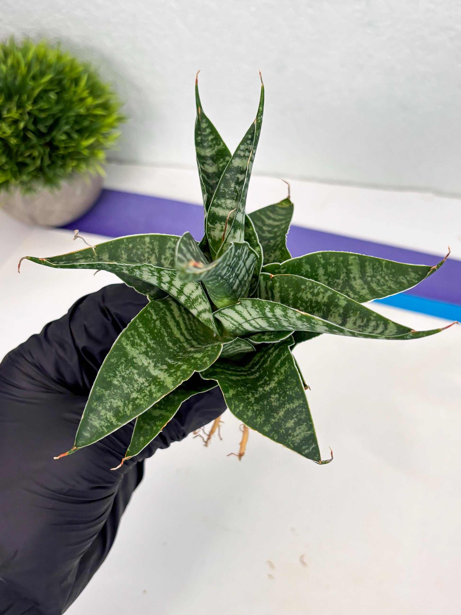 Sansevieria Silver Mottled (Ha3) (12) | Rare Hybrid