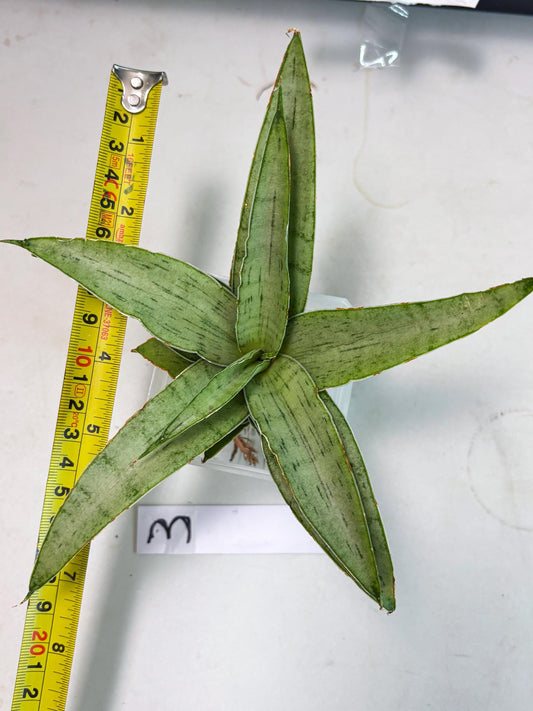 Sansevieria!!!!! Kagawa (Ha3) (3) | Rare Hybrid