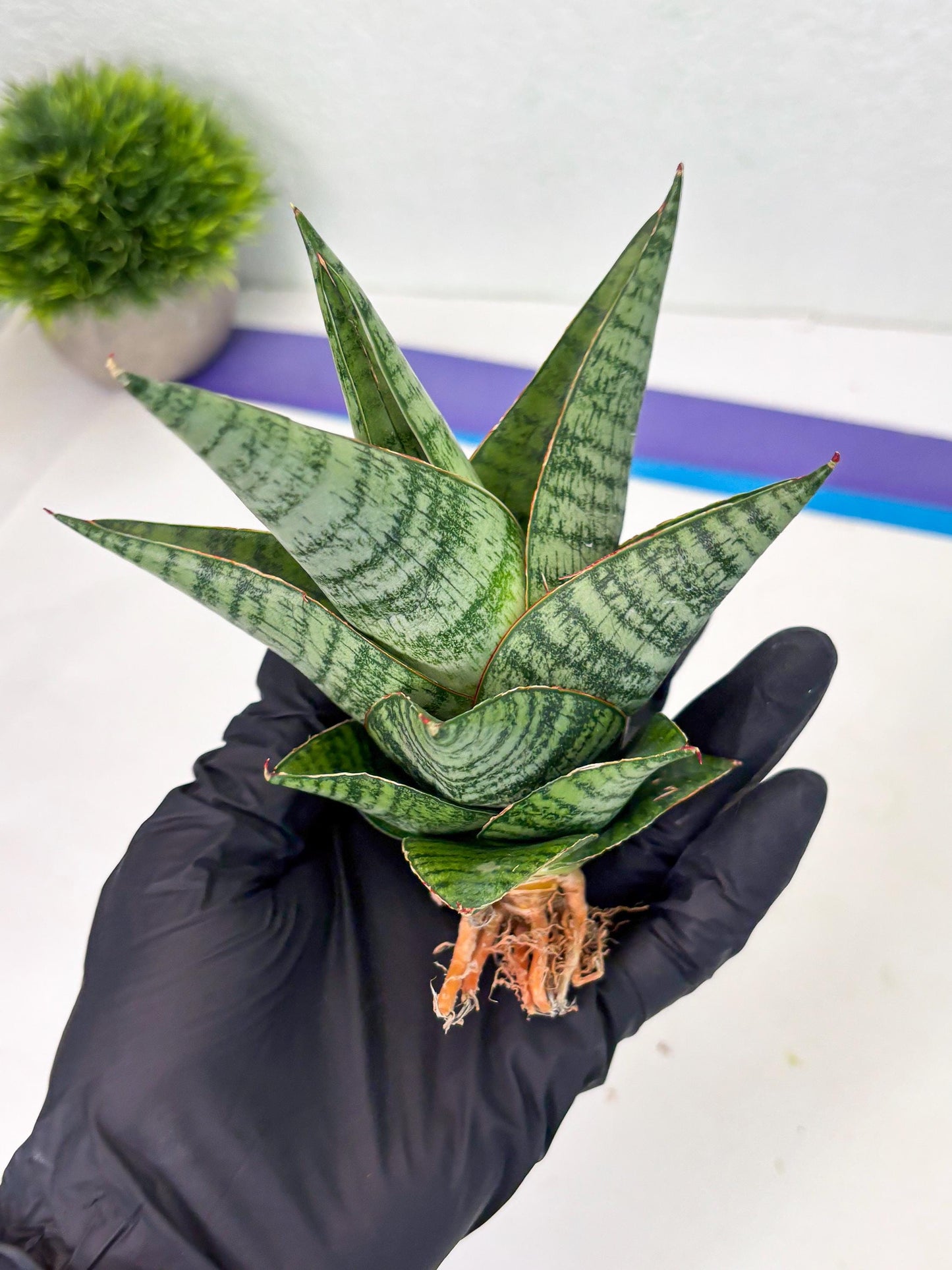 Sansevieria cordova x downsii x gabriela (Ha3) (4) | Rare Hybrid