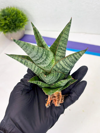 Sansevieria cordova x downsii x gabriela (Ha3) (4) | Rare Hybrid