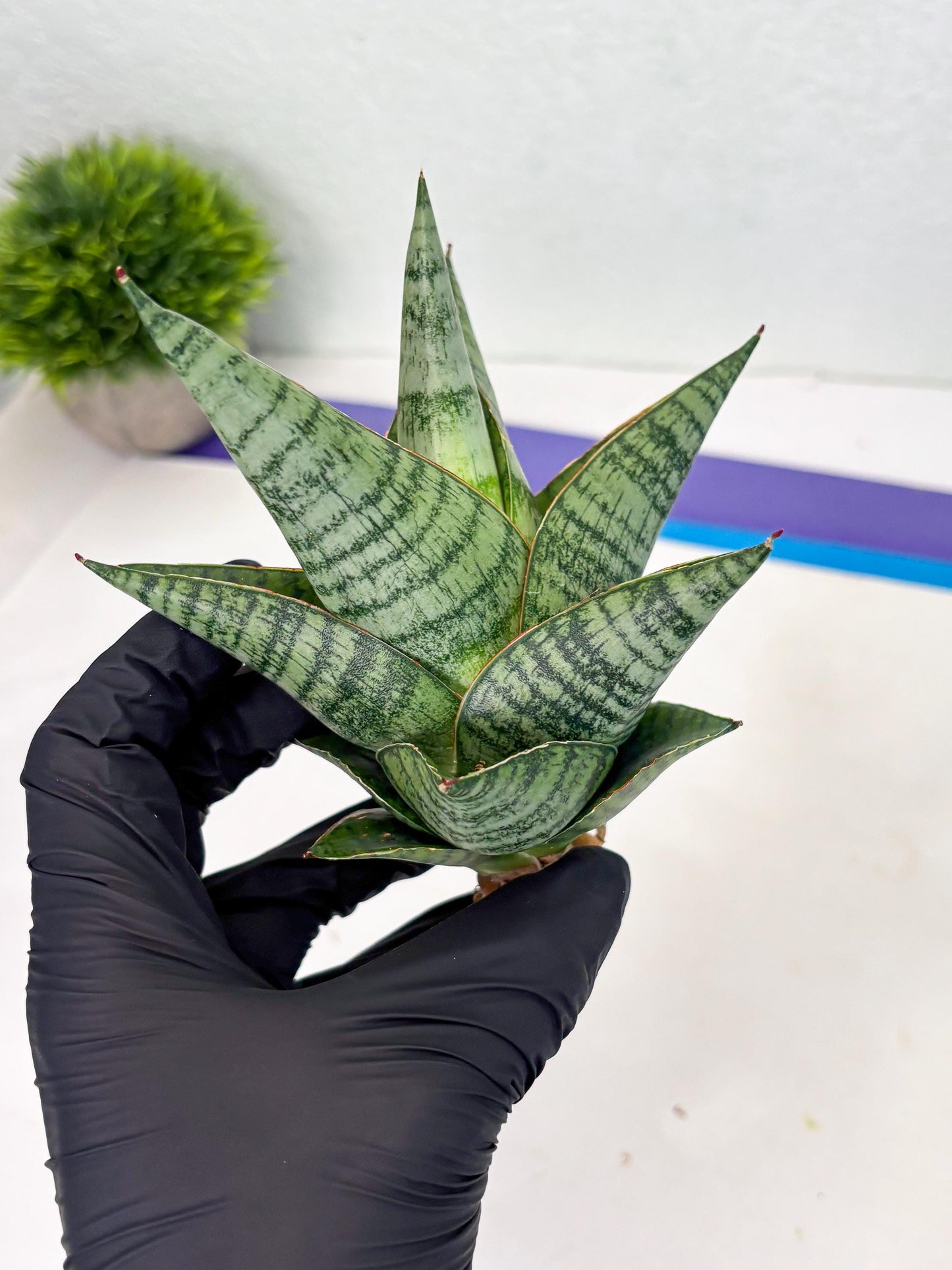 Sansevieria cordova x downsii x gabriela (Ha3) (4) | Rare Hybrid