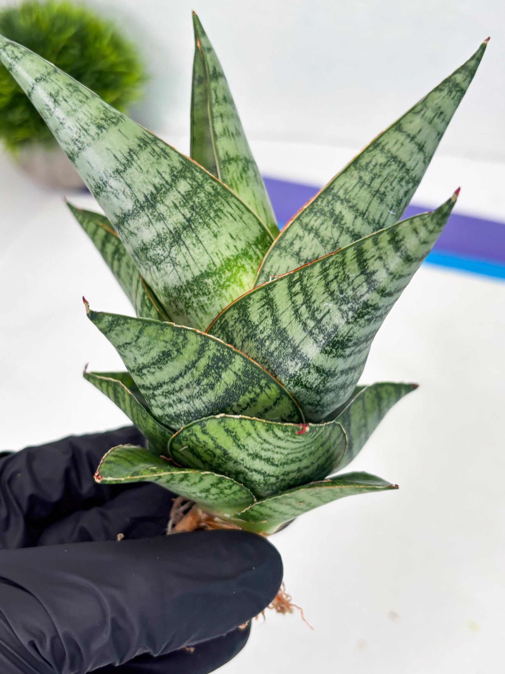 Sansevieria cordova x downsii x gabriela (Ha3) (4) | Rare Hybrid