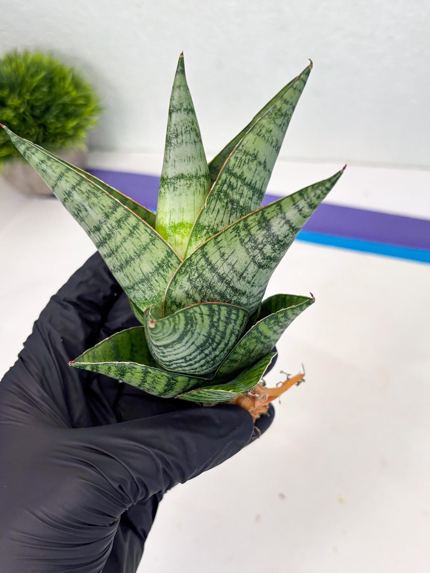 Sansevieria cordova x downsii x gabriela (Ha3) (4) | Rare Hybrid