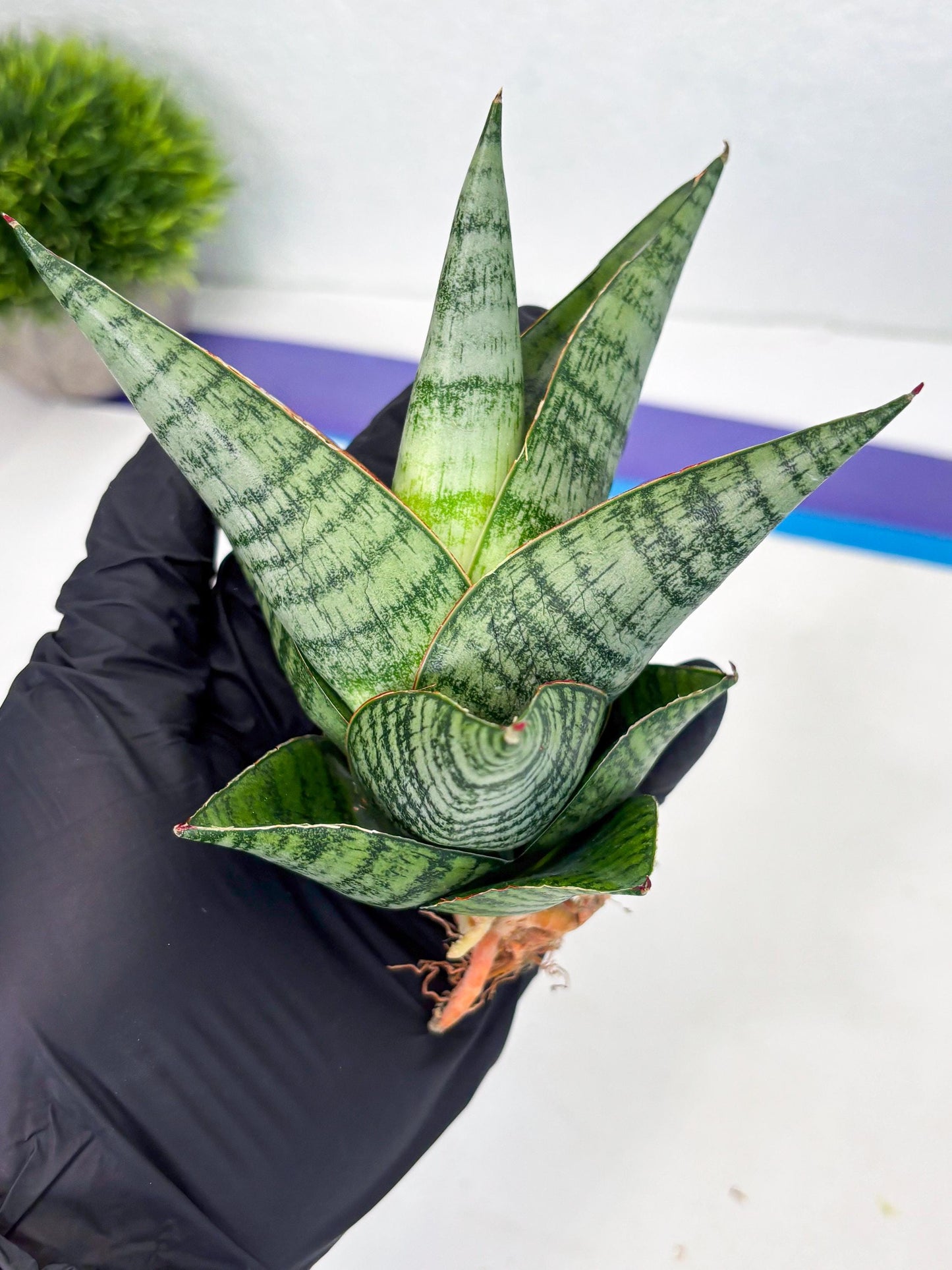 Sansevieria cordova x downsii x gabriela (Ha3) (4) | Rare Hybrid