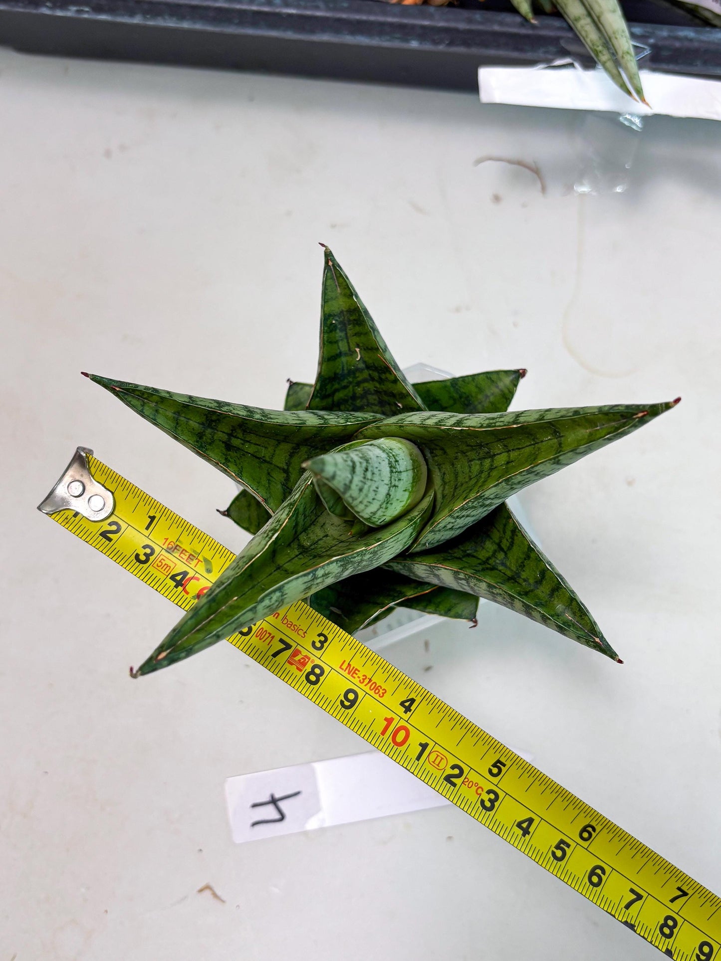 Sansevieria cordova x downsii x gabriela (Ha3) (4) | Rare Hybrid