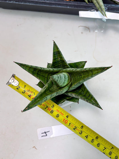 Sansevieria cordova x downsii x gabriela (Ha3) (4) | Rare Hybrid