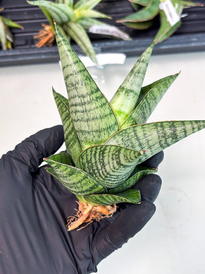 Sansevieria cordova x downsii x gabriela (Ha3) (4) | Rare Hybrid