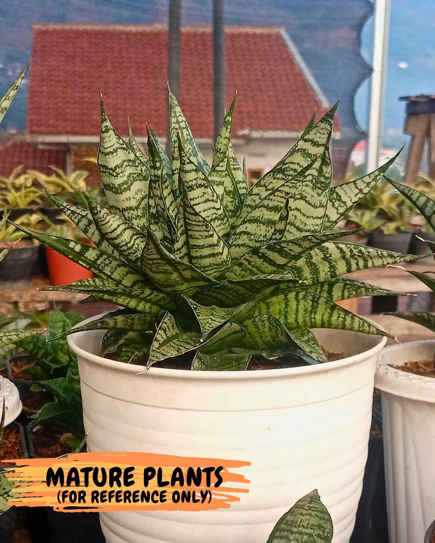 Sansevieria Spyder Crested (Ha5) (10) | Rare Collection