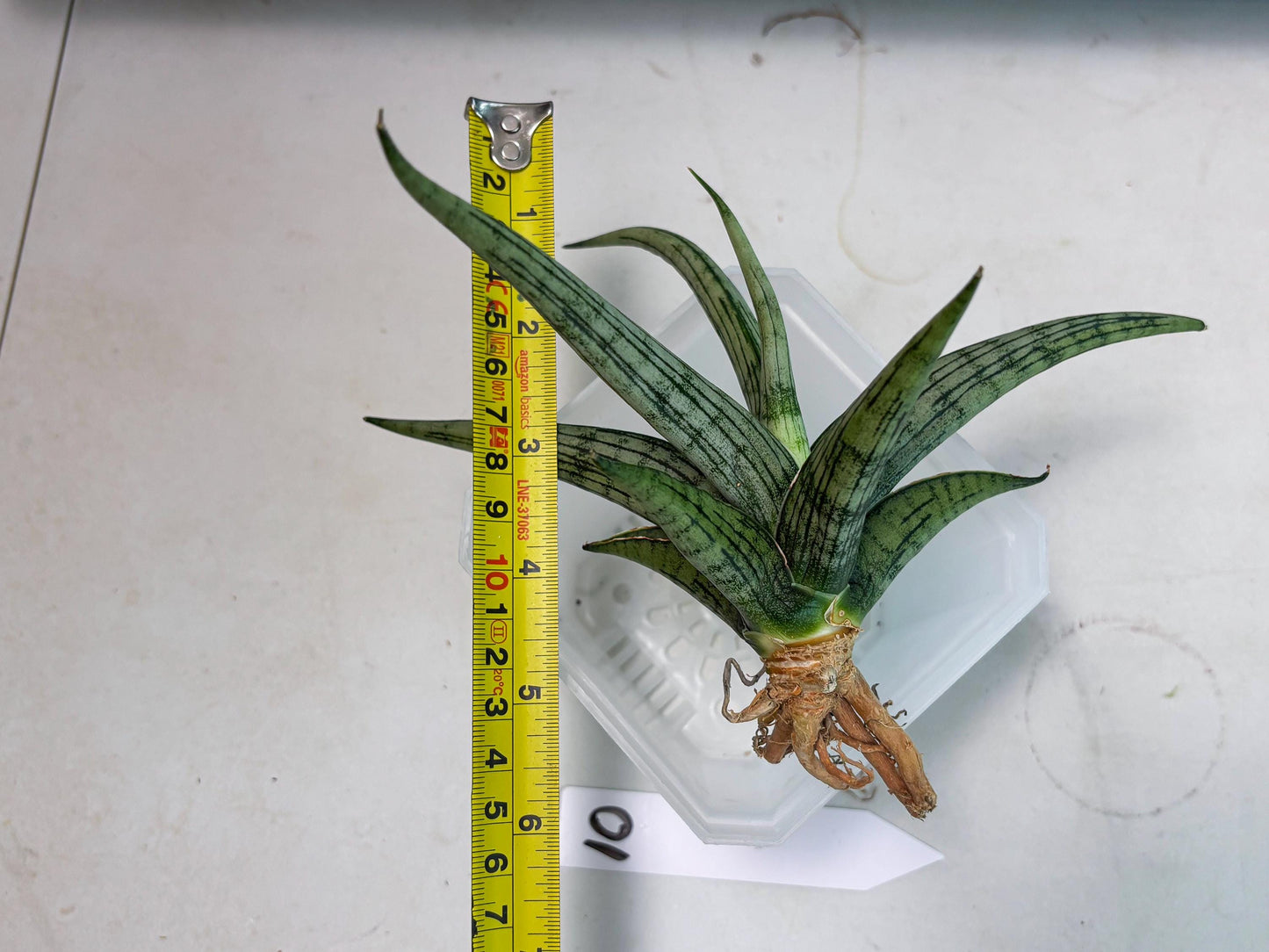 Sansevieria Royal Crown x kanlayensis (Ha3) (10) | Rare Hybrid