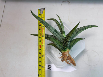 Sansevieria Royal Crown x kanlayensis (Ha3) (10) | Rare Hybrid
