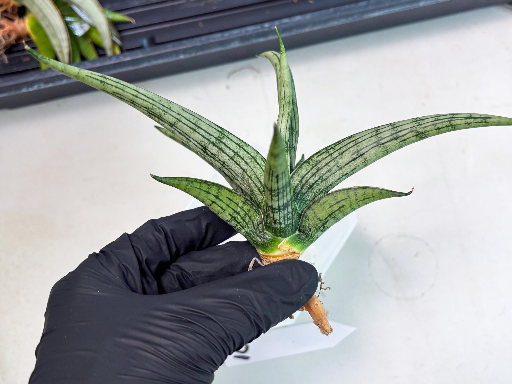 Sansevieria Royal Crown x kanlayensis (Ha3) (10) | Rare Hybrid