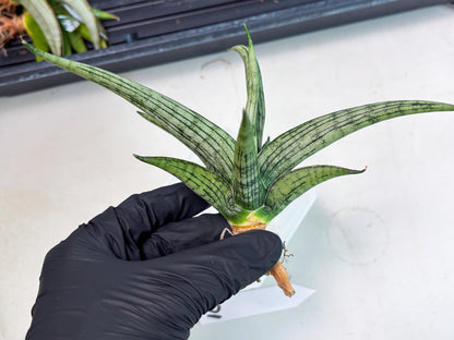 Sansevieria Royal Crown x kanlayensis (Ha3) (10) | Rare Hybrid