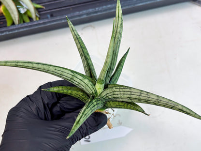 Sansevieria Royal Crown x kanlayensis (Ha3) (10) | Rare Hybrid