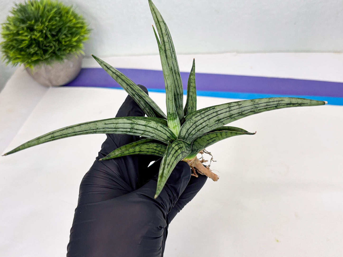 Sansevieria Royal Crown x kanlayensis (Ha3) (10) | Rare Hybrid