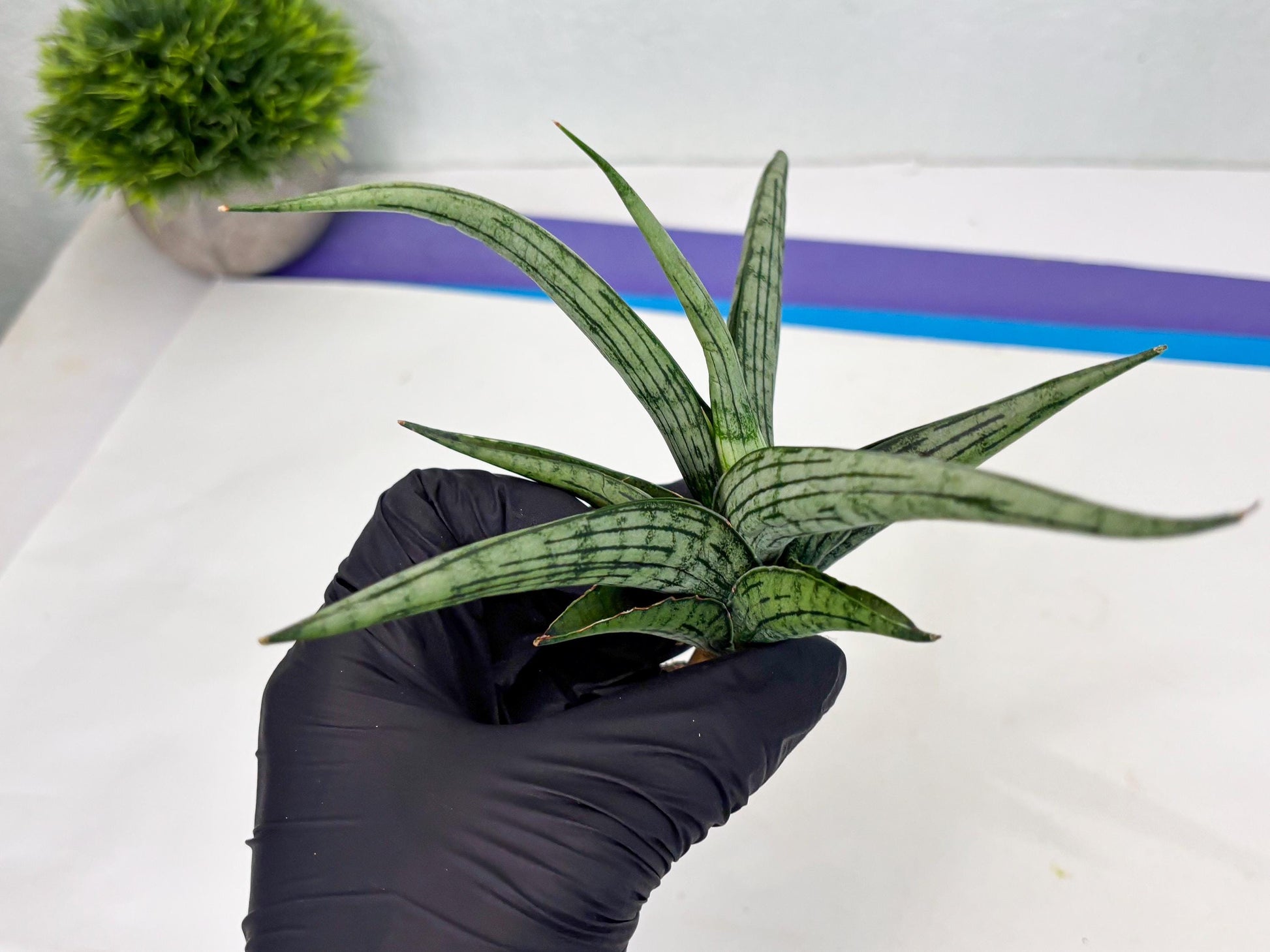 Sansevieria Royal Crown x kanlayensis (Ha3) (10) | Rare Hybrid