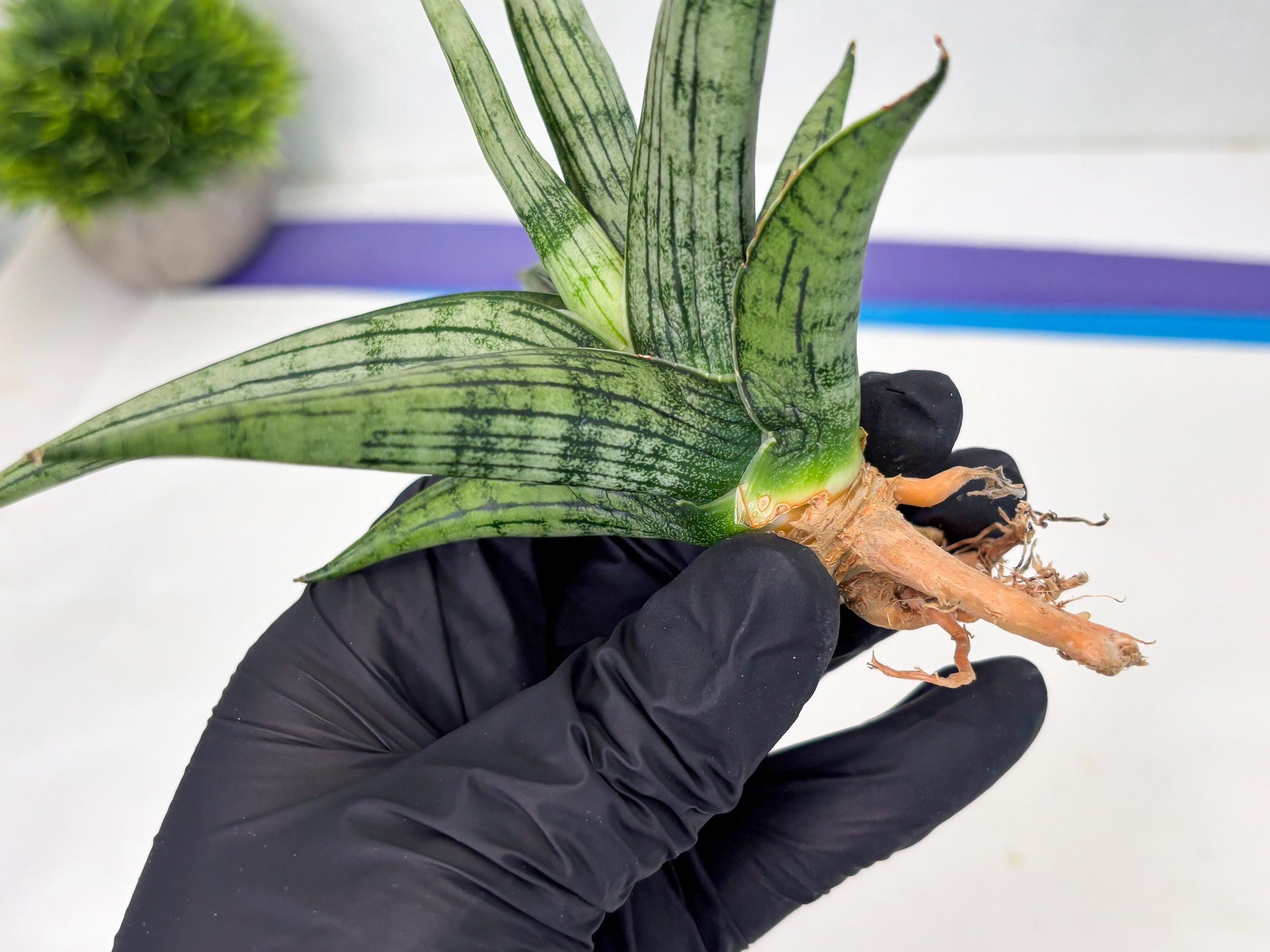 Sansevieria Royal Crown x kanlayensis (Ha3) (10) | Rare Hybrid