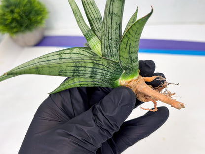 Sansevieria Royal Crown x kanlayensis (Ha3) (10) | Rare Hybrid