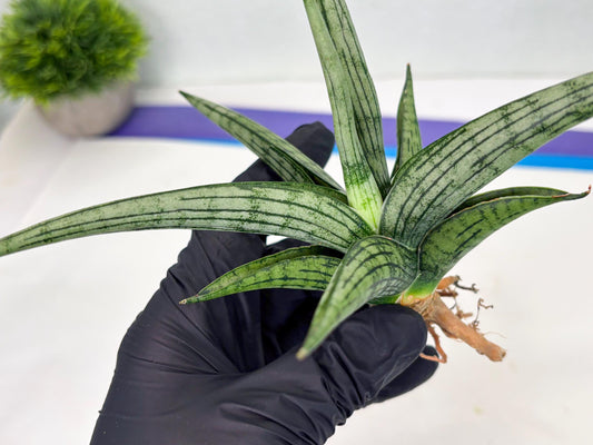 Sansevieria Royal Crown x kanlayensis (Ha3) (10) | Rare Hybrid