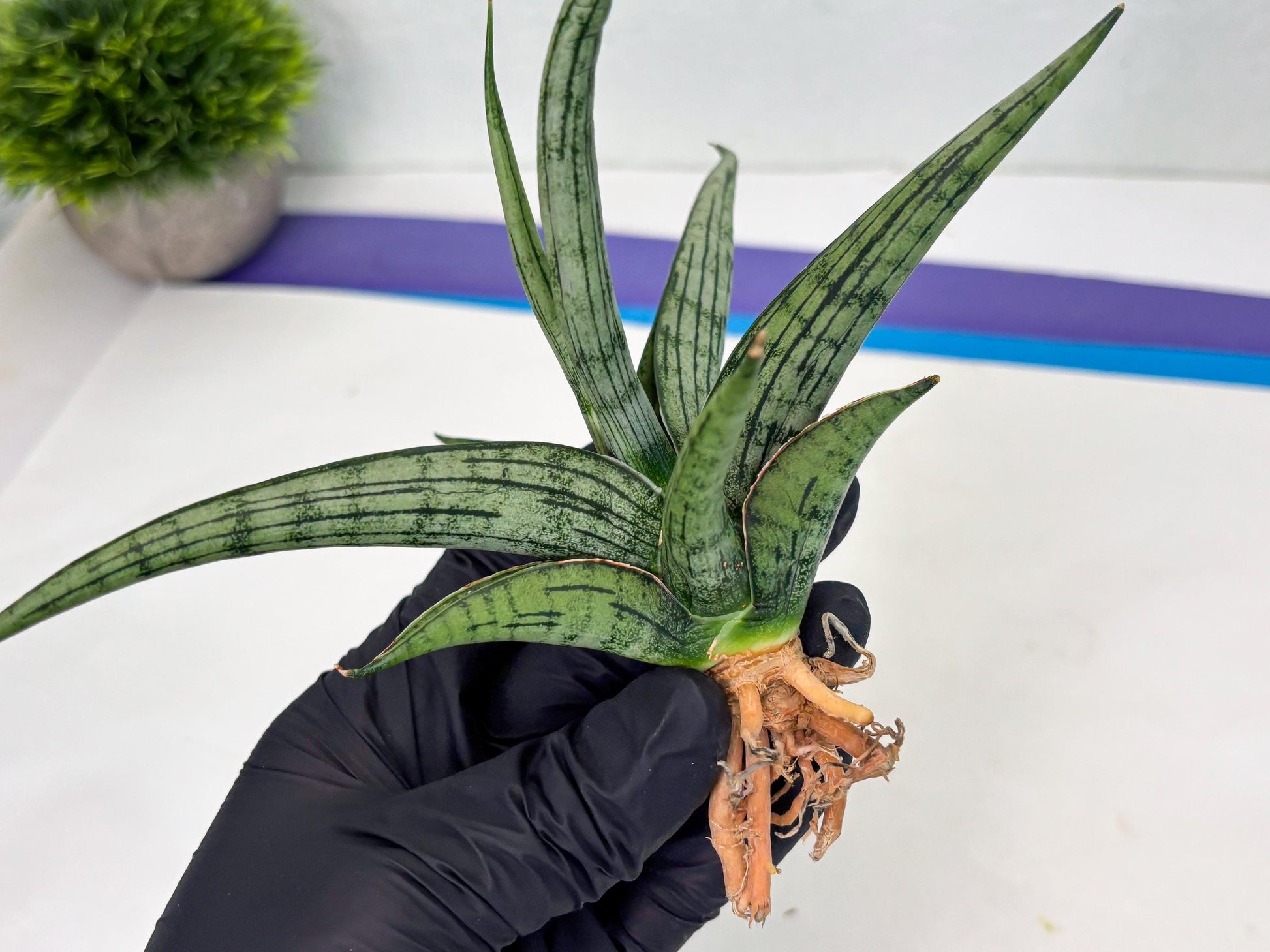 Sansevieria Royal Crown x kanlayensis (Ha3) (10) | Rare Hybrid