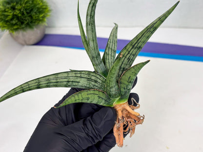 Sansevieria Royal Crown x kanlayensis (Ha3) (10) | Rare Hybrid