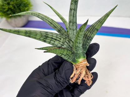 Sansevieria Royal Crown x kanlayensis (Ha3) (10) | Rare Hybrid