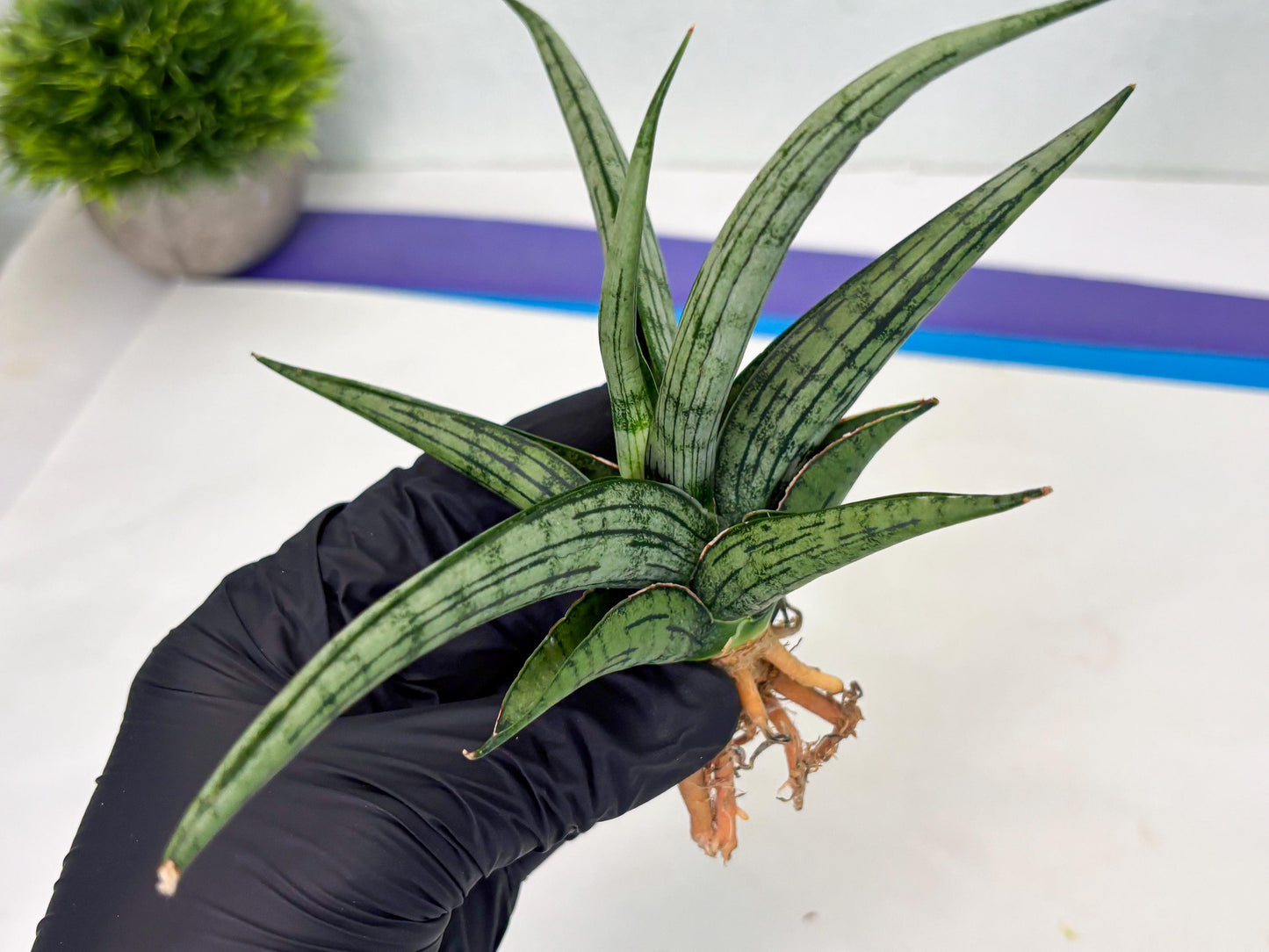 Sansevieria Royal Crown x kanlayensis (Ha3) (10) | Rare Hybrid