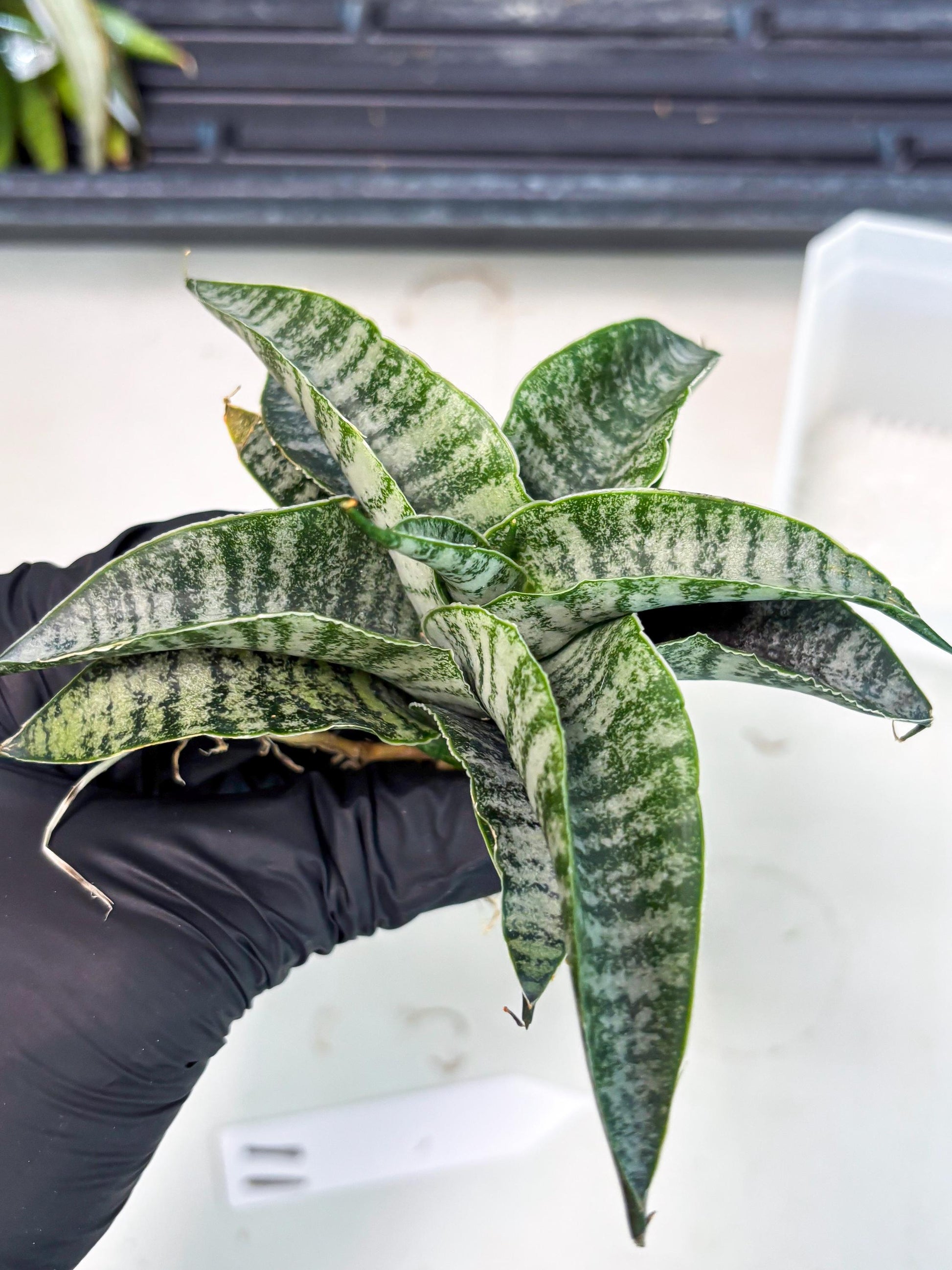 Sansevieria Spyder x Riyad (Ha3) (11) | Rare Hybrid