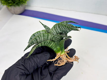 Sansevieria Spyder x Riyad (Ha3) (11) | Rare Hybrid