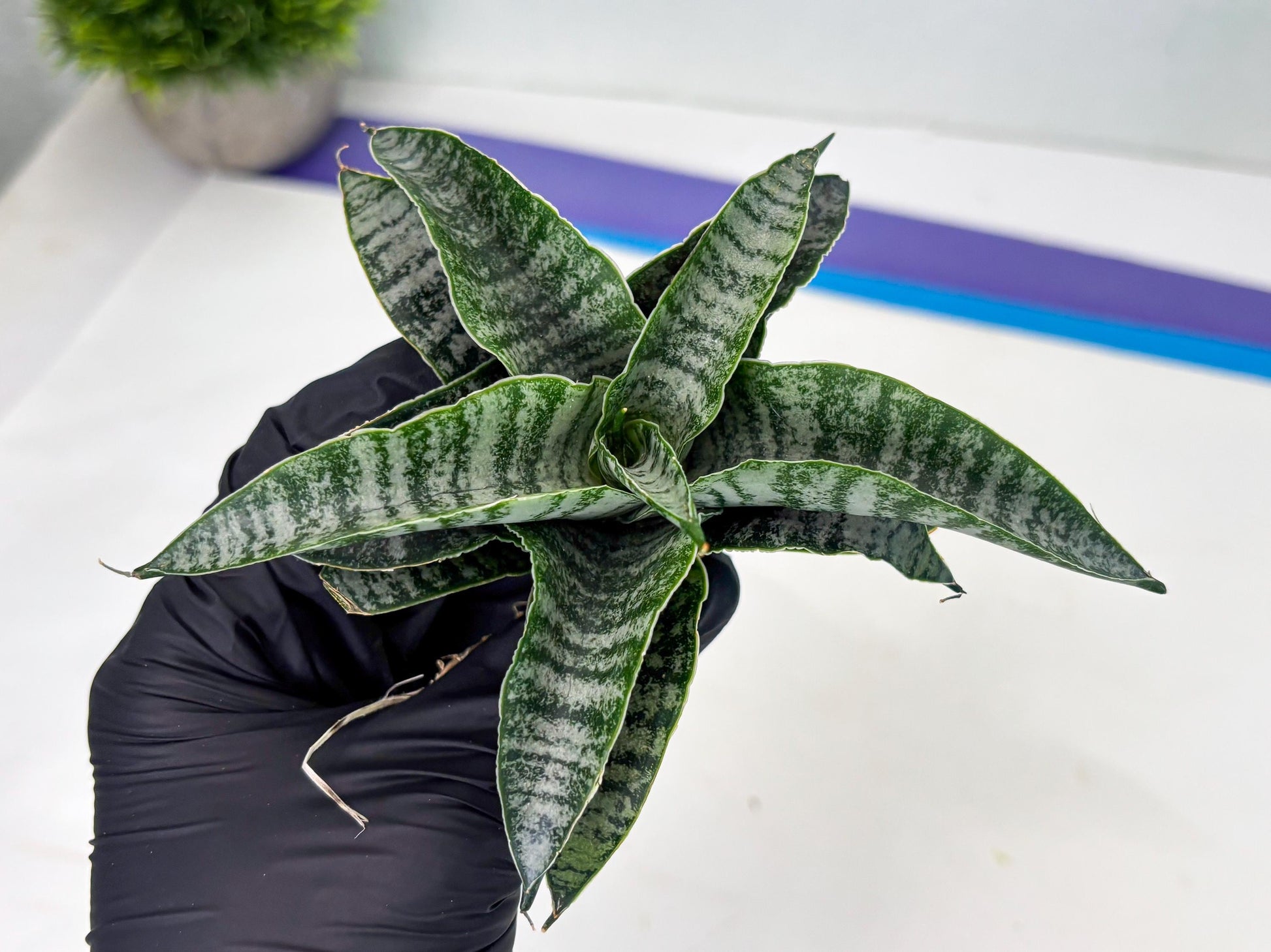 Sansevieria Spyder x Riyad (Ha3) (11) | Rare Hybrid