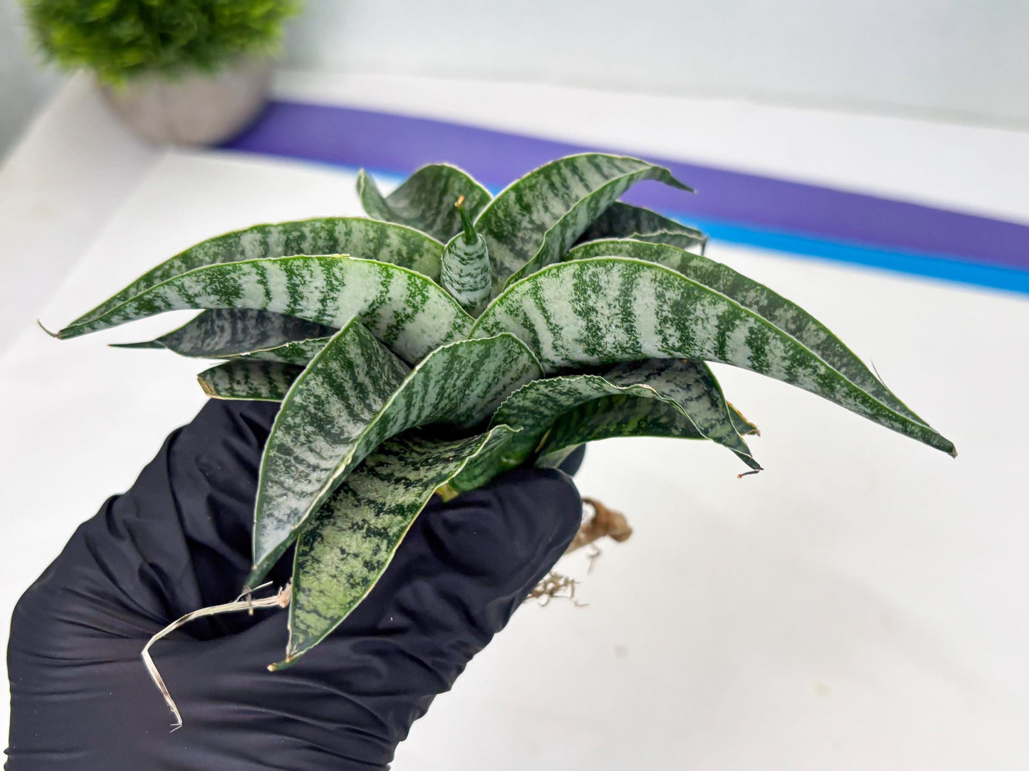 Sansevieria Spyder x Riyad (Ha3) (11) | Rare Hybrid