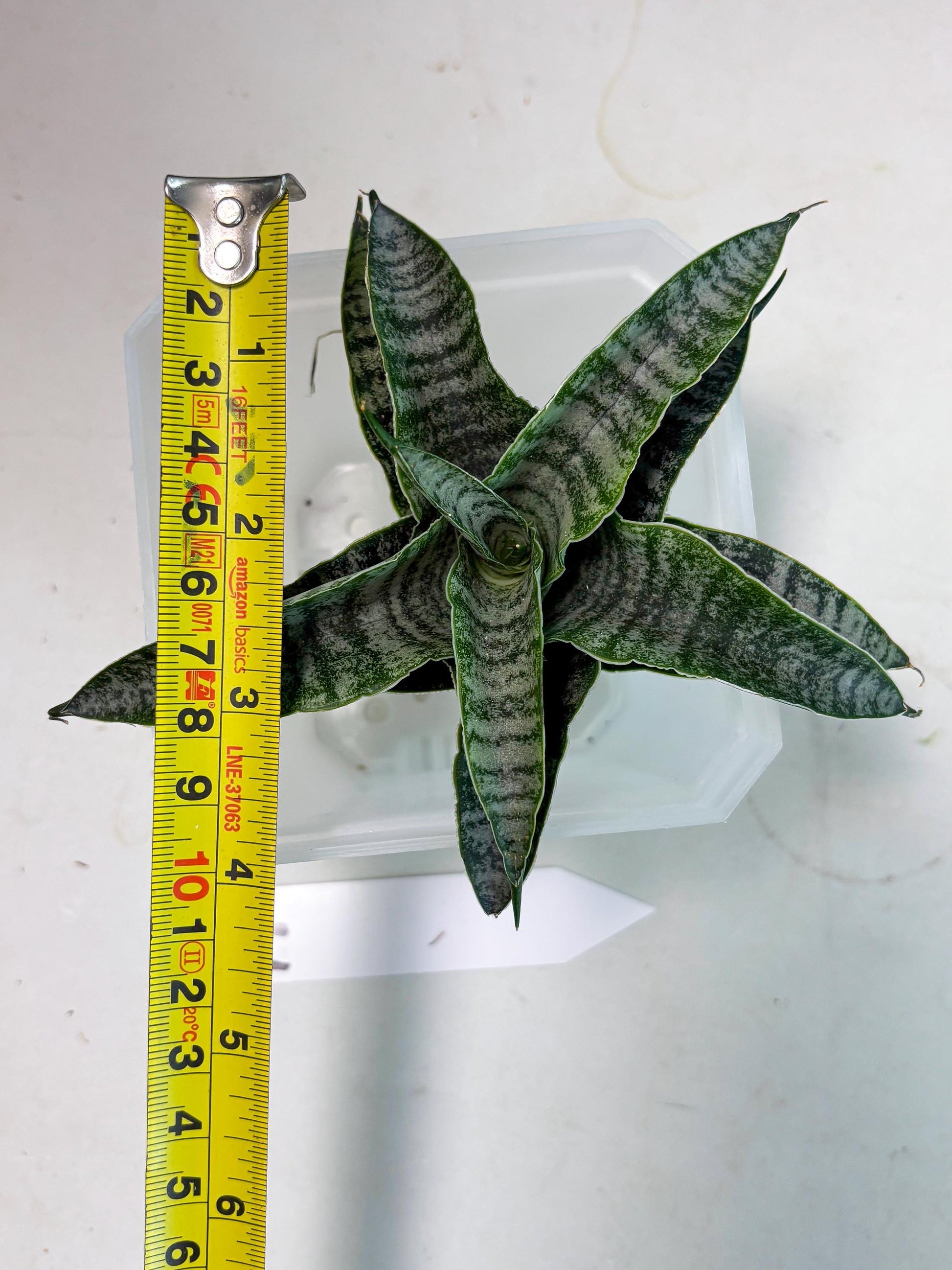 Sansevieria Spyder x Riyad (Ha3) (11) | Rare Hybrid