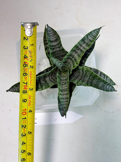 Sansevieria Spyder x Riyad (Ha3) (11) | Rare Hybrid