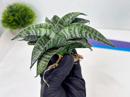 Sansevieria Spyder x Riyad (Ha3) (11) | Rare Hybrid