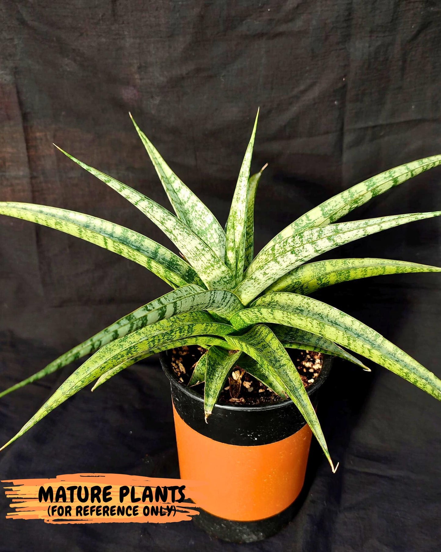 Sansevieria Makayla Frosty (Ha3) (11) | Rare Hybrid