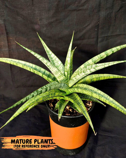 Sansevieria Makayla Frosty (Ha3) (11) | Rare Hybrid
