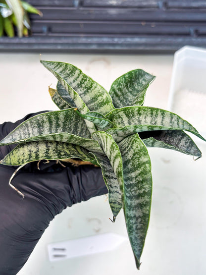 Sansevieria Makayla Frosty (Ha3) (11) | Rare Hybrid