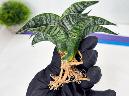 Sansevieria Makayla Frosty (Ha3) (11) | Rare Hybrid