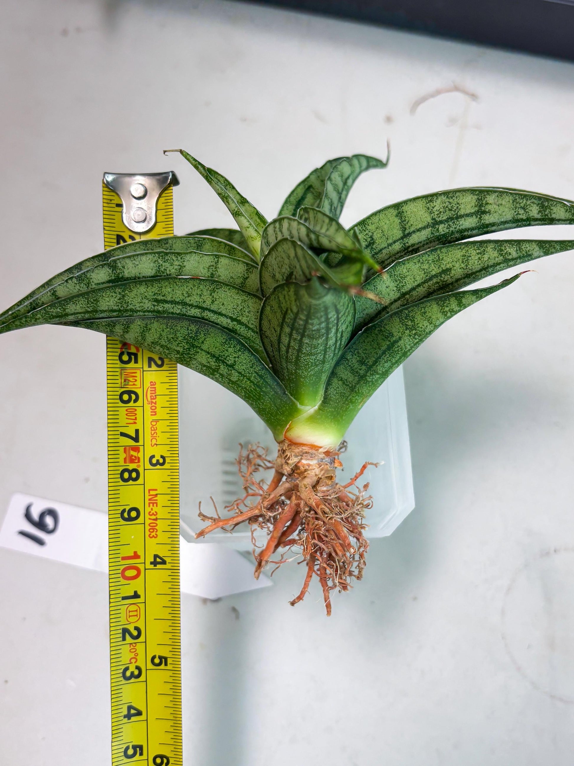sansevieria Melani (Ha3) (16) | Rare Hybrid