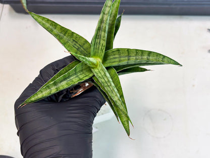 sansevieria Melani (Ha3) (16) | Rare Hybrid