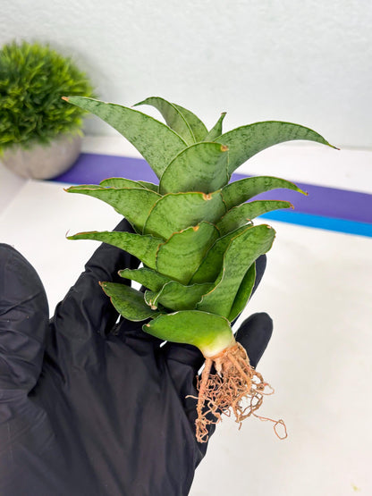 Sansevieria Marsha anjani x spyder x sandana moonshine (Ha3) (19)