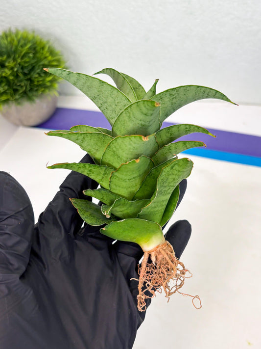 Sansevieria Marsha anjani x spyder x sandana moonshine (Ha3) (19)