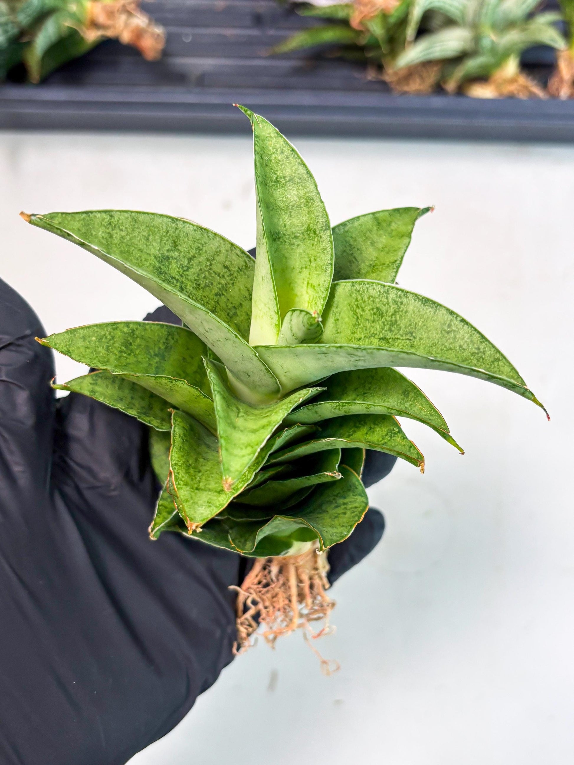 Sansevieria Marsha anjani x spyder x sandana moonshine (Ha3) (19)