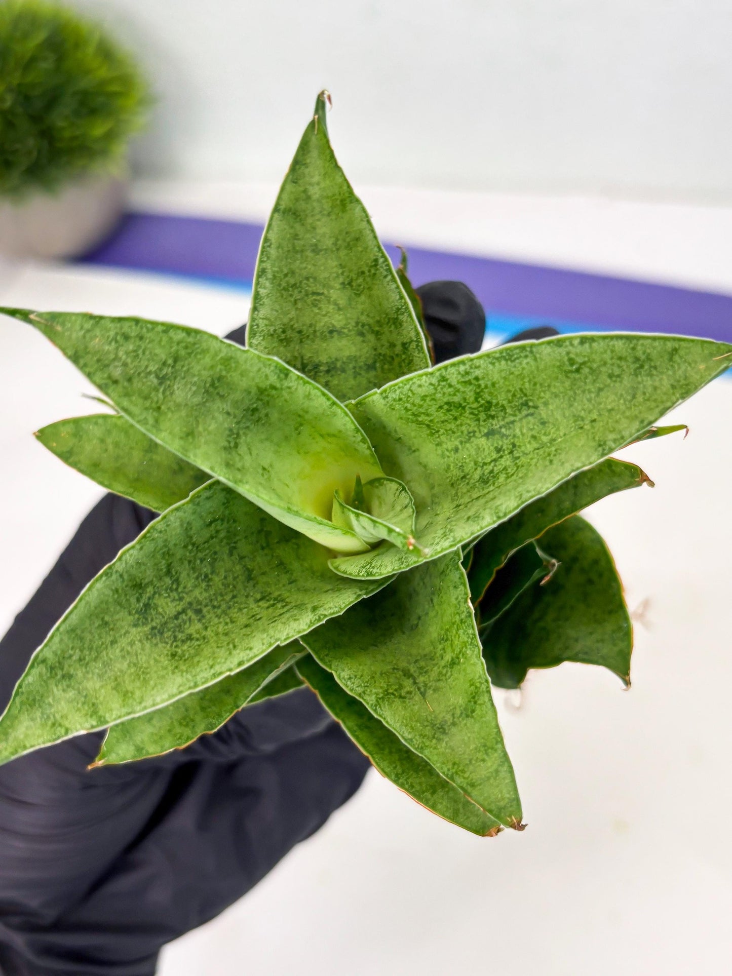 Sansevieria Marsha anjani x spyder x sandana moonshine (Ha3) (19)