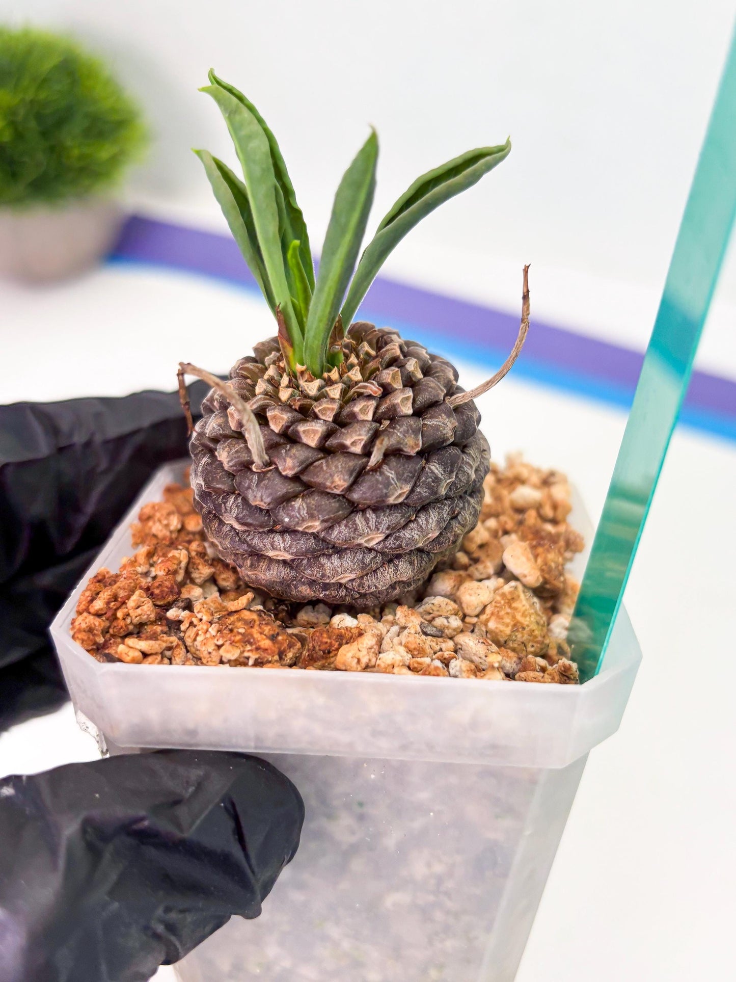 Euphorb Bupleurifolia (g) | Imported Plant