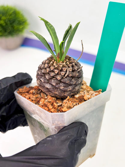 Euphorb Bupleurifolia (g) | Imported Plant